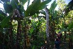 kleine Bananenplantage
