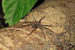 Spinne – während der Nachtwanderung aufgenommen<br />© A.Schmitz
