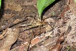 Spinne<br />© A.Schmitz