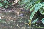 Capybara (Wasserschwein)