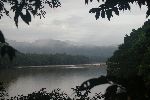 Dunstschwaden über dem morgendlichen Regenwald