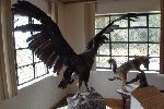 Ausgestopfter Kondor im Museum des Nationalparks Cotopaxi
