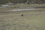 Streifenkarakara (Phalcoboenus carunculatus) an der Limpiopungo-Lagune