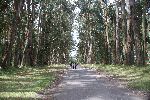 Eukalyptusallee der Hosteria la Cienega