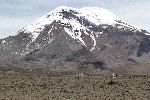 Vikunja am Fuße des Vulkans Chimborazo<br />© U.Rieckert