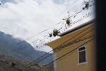 Tillandsien auf Stromleitungen in Huigra