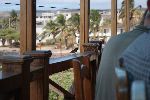 Darwinfink auf San Cristóbal (Galápagos Insel)