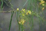 Jerusalemsdorn (Parkinsonia aculeata) auf der Galápagos Insel San Cristóbal