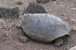 Riesenschildkröte