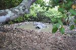 Riesenschildkröten in Galapaguera (San Cristóbal)