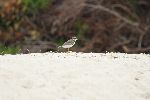 Amerika-Sandregenpfeifer (Charadrius semipalmatus) am Puerto Grande