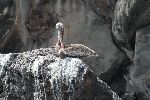 Braunpelikan (Pelecanus occidentalis) auf der Isla Lobos