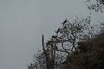 Fregattvögel am Cerro de las Tijeretas (Fregattvogelfelsen)