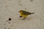 Gold-Waldsänger (Dendroica petechia) am Puerto Grande