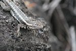 San Cristóbal Lavaechse (Lava Lizard; Microlophus bivittatus)