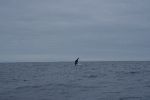 Delphine vor den Galápagos Inseln