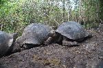 Elefantenschildkröten auf Isla Floreana