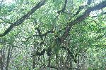 Wald auf der Galápagos Insel Floreana (Isla Santa María)