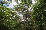 Wald auf der Galápagos Insel Floreana (Isla Santa María)