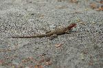Floreana Lavaechse (Lava Lizard; Microlophus grayii)