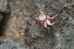 Rote Klippenkrabbe (Grapsus grapsus) auf Isla Floreana