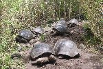 Galápagos-Riesenschildkröten auf Isla Floreana