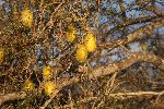 Die gelben Früchte der Kardengurke (Igelgurke; Cucumis dipsaceus) auf der Isla Floreana
