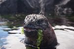 Rote Meerechse (Amblyrhynchus cristatus)<br />© T.Schwarzer