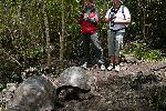 Galápagos-Riesenschildkröten auf Floreana (Isla Santa María)<br />Fotographiert von C.Diaz