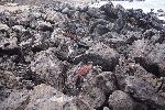Rote Meerechsen (Amblyrhynchus cristatus) auf der Galápagos Insel Floreana (Isla Santa María)<br />© T.Schwarzer