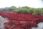 Roter Korallenstrauch (Sesuvium spec.) – eine Halophyte (Salzpflanze) – auf dem Weg zur Lobería (Isla Floreana)