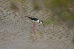 Amerikanischer Stelzenläufer (Himantopus mexicanus) in der Brackwasser-Lagune von Puerto Villamil