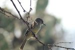 Galapagostyrann (Galapagos Flycatcher; Myiarchus magnirostris)