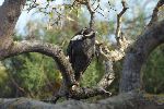 Krabbenreiher (Yellow-crowned Night Heron; Nyctanassa violacea) auf Isla Isabela