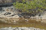 Meerechsen (Amblyrhynchus cristatus) auf der Galápagos Insel Isabela (Isla Albermarle)