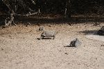 Galápagos-Riesenschildkröte im Centro de Crianza