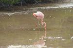 Rosaflamingo (Phoenicopterus roseus) in der Brackwasser-Lagune von Puerto Villamil (Isla Isabela)