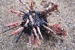 Seeigel am Strand von Isla Floreana (Galápagos Inseln)<br />© A.Schmitz