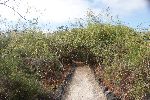 Typische Vegetation in der Umgebung von Puerto Villamil (Isla Isabela)