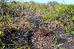 Typische Vegetation in der Umgebung von Puerto Villamil (Isla Isabela)<br />© A.Schmitz
