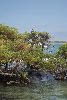 Braunpelikan (Brauner Pelikan) in den Mangroven am Playa del Amor