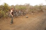 freilebende Galápagos-Riesenschildkröte auf der Isla Isabela