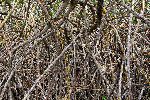 Mangrovendickicht bei Pozas Verdes<br />© A.Schmitz