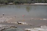 Rosaflamingo an der Lagune bei Puerto Villamil (Galápagos Inseln)