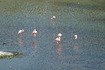 Rosaflamingos (Greater Flamingo; Phoenicopterus roseus) auf der Galápagos Insel Isabela