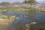 Rosaflamingos (Greater Flamingo; Phoenicopterus roseus) auf Isla Isabela