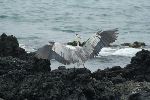 Kanadareiher (Ardea herodias) auf Isla Isabela (Galápagos Inseln)