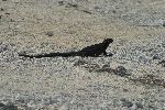 Meerechse auf Islote Tintoreras (Isla Isabela)