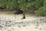 Seelöwe auf Islote Tintoreras (Galápagos Inseln)