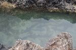 Weißspitzen-Riffhaie (Triaenodon obesus) vor Isla Isabela (Galápagos Inseln)